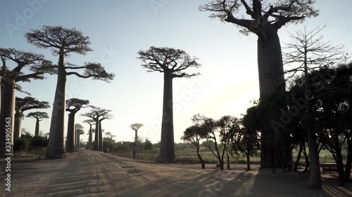 Baobab Road, Morondava, Madagascar