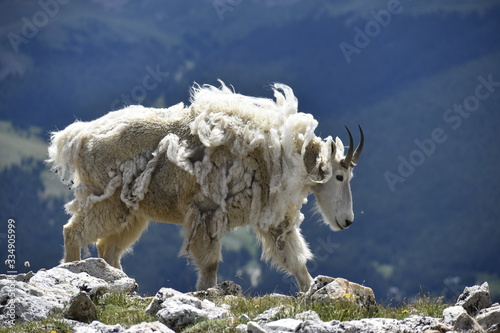 Colorado Wildlife