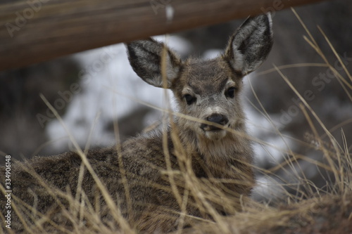 Fototapeta Naklejka Na Ścianę i Meble -  Colorado Wildlife