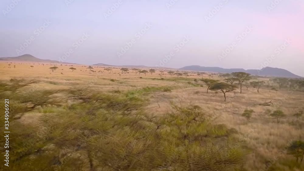 ariel view of an acacia tree as hot air balloon flies over it in savannah grassland. Serengeti, Tanzania ariel view of an acacia tree as hot air balloon flies over it in savannah grassland. Serengeti, Tanzania