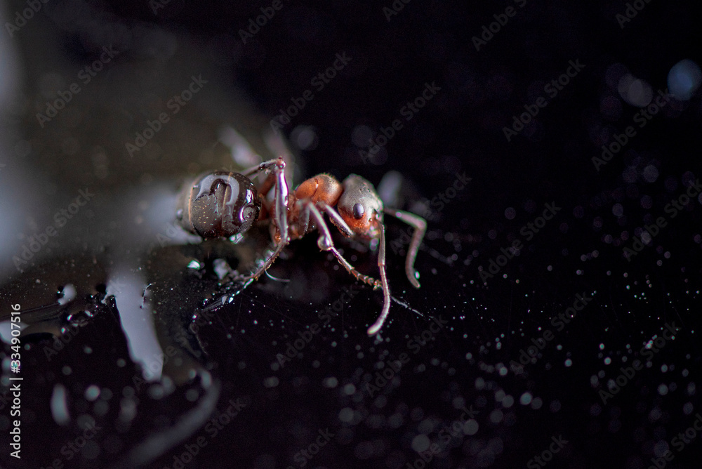 Fototapeta premium Ant against a dark background. Photographed close-up.