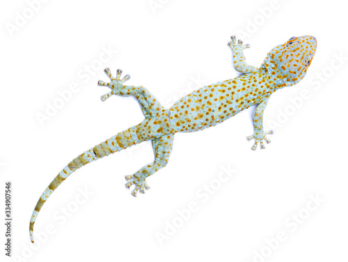 Top view : Gekko isolated on white background.
