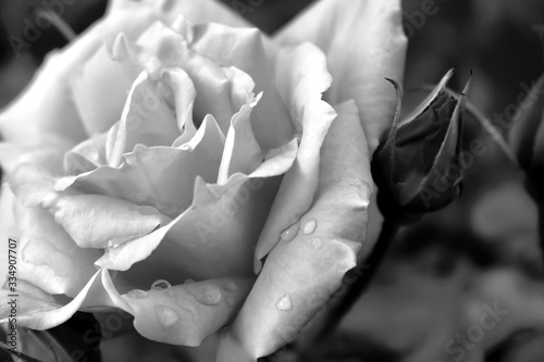 Obraz na płótnie Rose detail