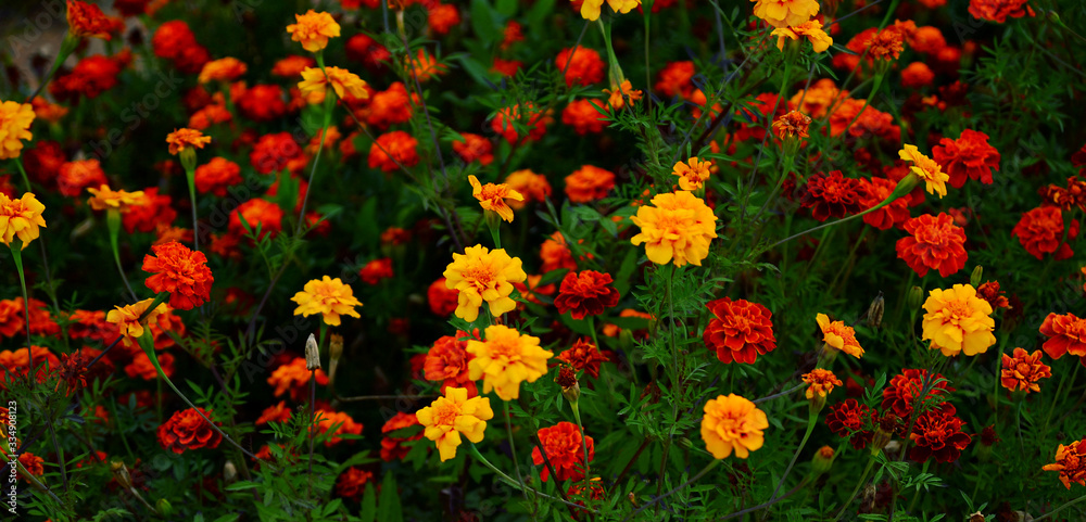 blooming marigolds in yellow, orange and red colors, close-up