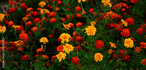 blooming marigolds in yellow, orange and red colors, close-up © Elena