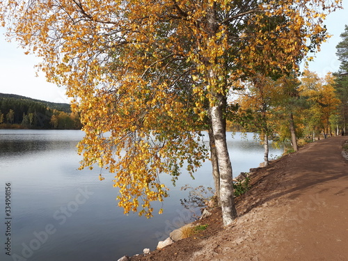 Photography Autumn colors on the tree - Oslo, lake Sognsvann