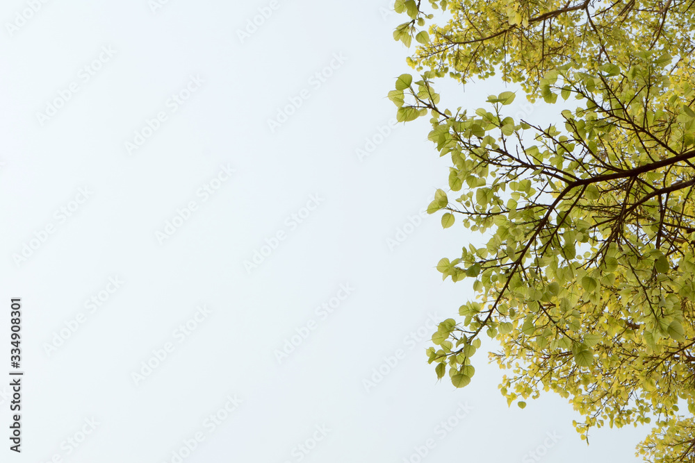 Obraz premium Fresh spring Pho leaf in spring day for background.