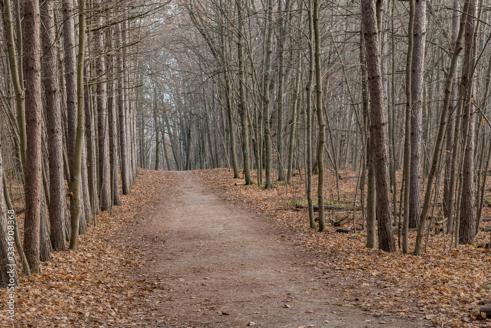 Hiking path Ontario conservation land landscape Hiking path Ontario conservation land landscape