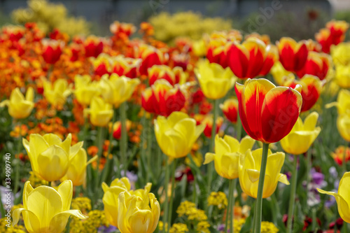 Gelbe und rote Tulpen