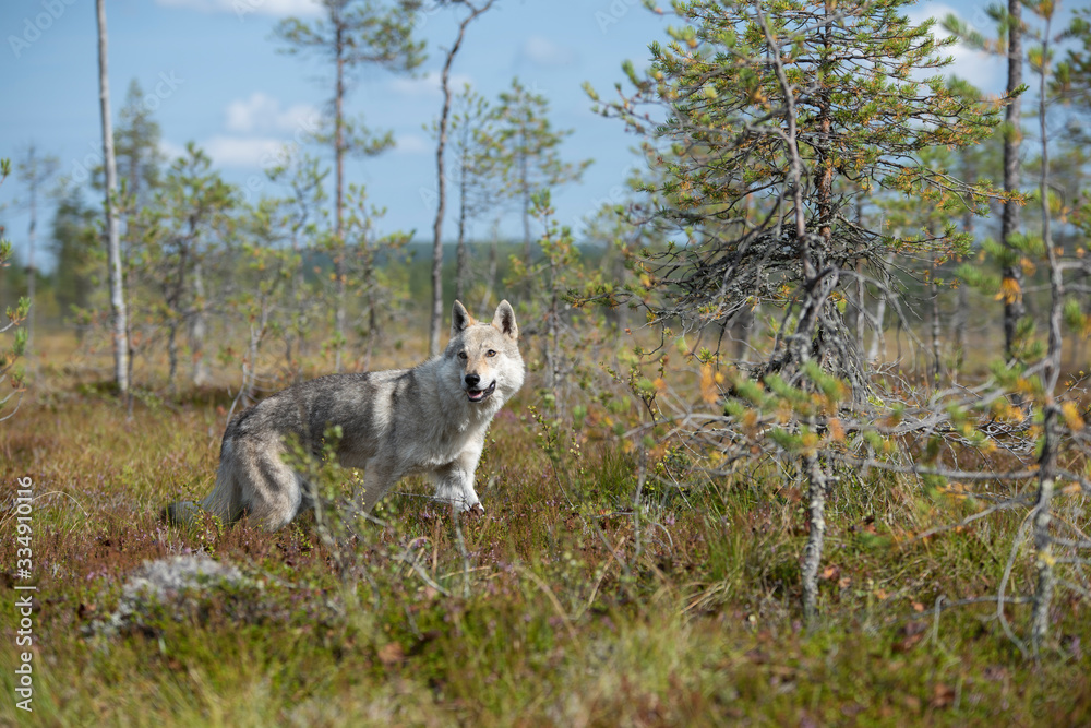 Obraz premium Czechoslovakian Wolfdog in the forest