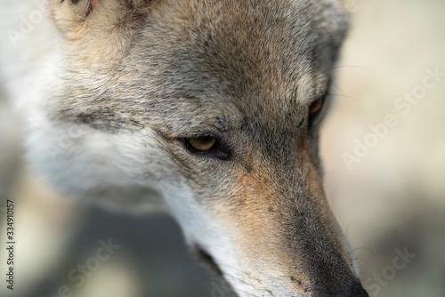 portrait of a Czechoslovakian Wolfdog
