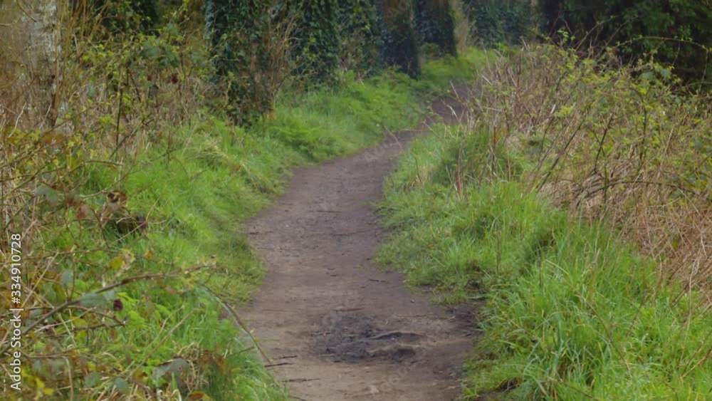 A forest path on a spring morning in Ireland. The camera pans up along the path. A forest path on a spring morning in Ireland. The camera pans up along the path.