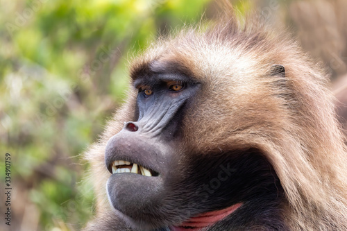 alpha male of endemic animal Gelada baboon. Theropithecus gelada, Debre Libanos, Simien Mountains, Africa Ethiopia wildlife photo