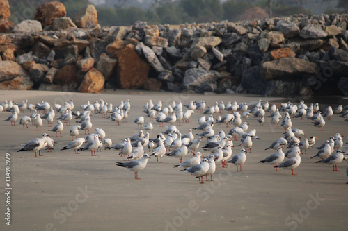 Birds Crowd Sea Beach Side