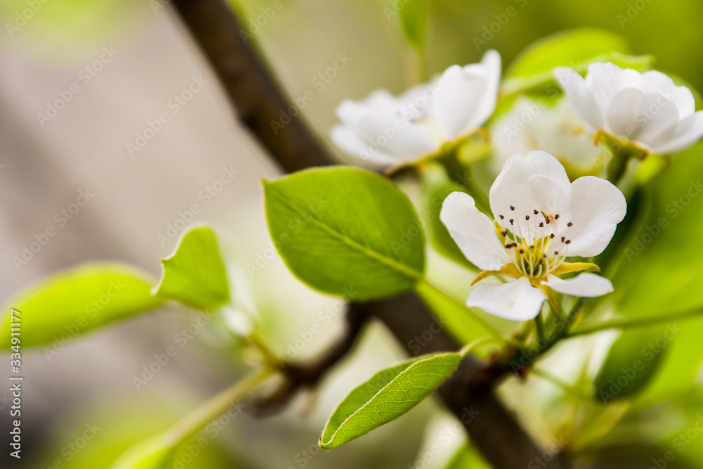 Fototapeta premium Flowers of the cherry blossoms on a spring day