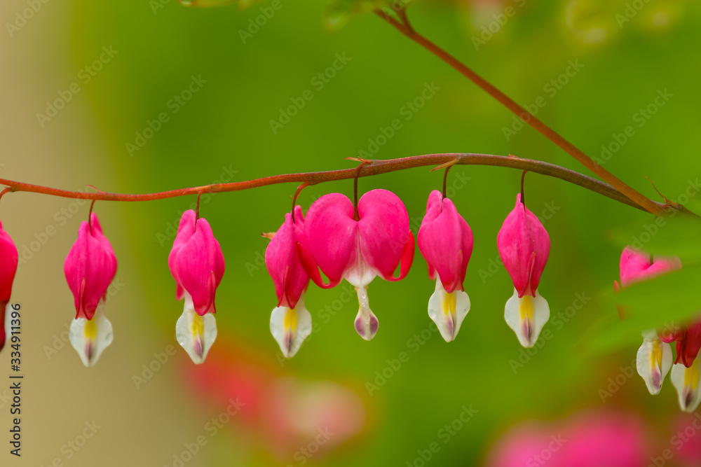 Red bleeding heart flowers bloom in the spring perennial garden. Red bleeding heart flowers bloom in the spring perennial garden.