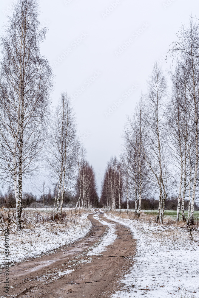the first snow-covered path between the rows of birches leads to the tree trunk lying on the ground and goes away, gloomy day in late autumn the first snow-covered path between the rows of birches leads to the tree trunk lying on the ground and goes away, gloomy day in late autumn