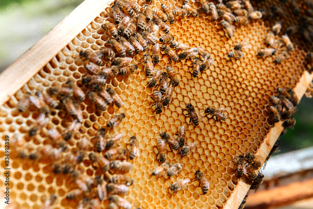Beehive open for inspection by the beekeeper Beehive open for inspection by the beekeeper