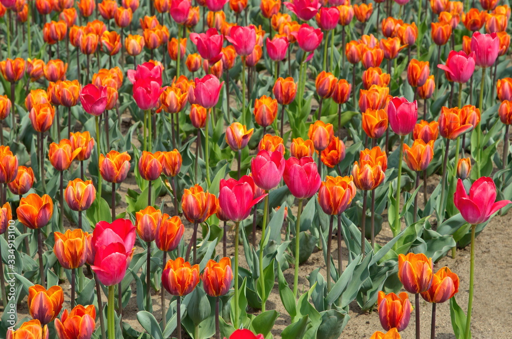 Colorful tulips bloom in the spring Park