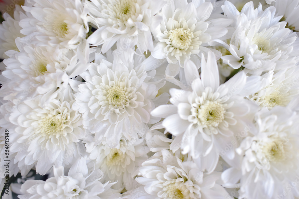 White chrysanthemum Sold at the front of the flower shop White chrysanthemum Sold at the front of the flower shop
