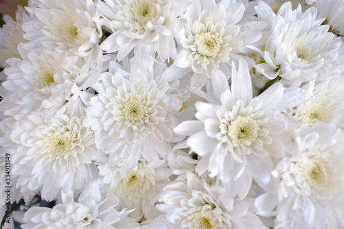 White chrysanthemum Sold at the front of the flower shop