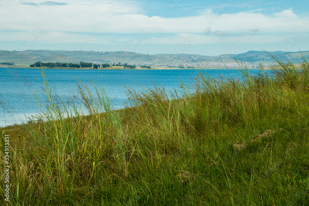 Long Green Grass Growing on the Banks of Midmar Dam