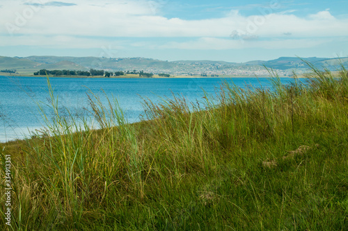 Long Green Grass Growing on the Banks of Midmar Dam