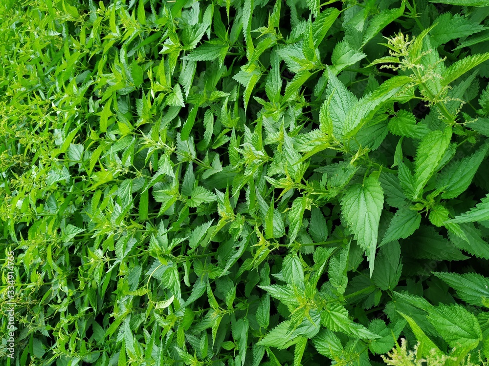 Nettle, a medicinal plant. Green, wild thickets of plants in the open air. Leaves are burning and thick, spiky. Nettle, a medicinal plant. Green, wild thickets of plants in the open air. Leaves are burning and thick, spiky.