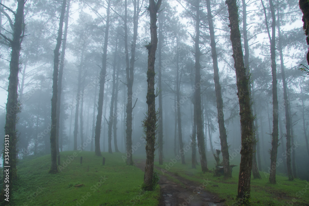 forest in fog forest in fog
