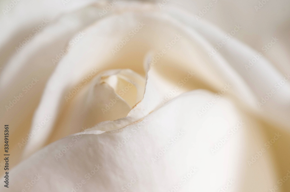 Rose flower fragment macro Rose flower fragment macro