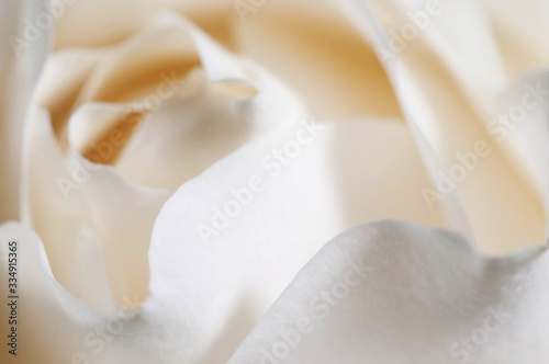 Rose flower fragment macro