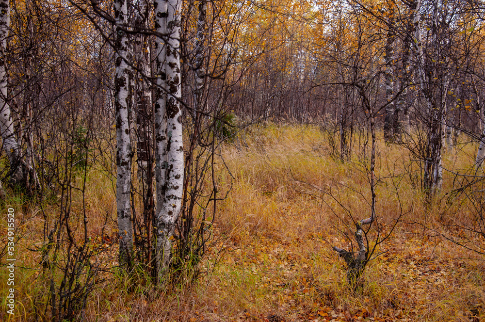 Autumn soft landsсape with forest in green, yellow and brown colors. Trees of birch, larch, spruce, fir, pine and cedar. Gold autumn wood Autumn soft landsсape with forest in green, yellow and brown colors. Trees of birch, larch, spruce, fir, pine and cedar. Gold autumn wood