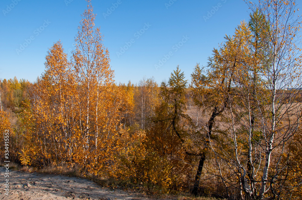 Autumn soft landsсape with forest in green, yellow and brown colors. Trees of birch, larch, spruce, fir, pine and cedar. Gold autumn wood