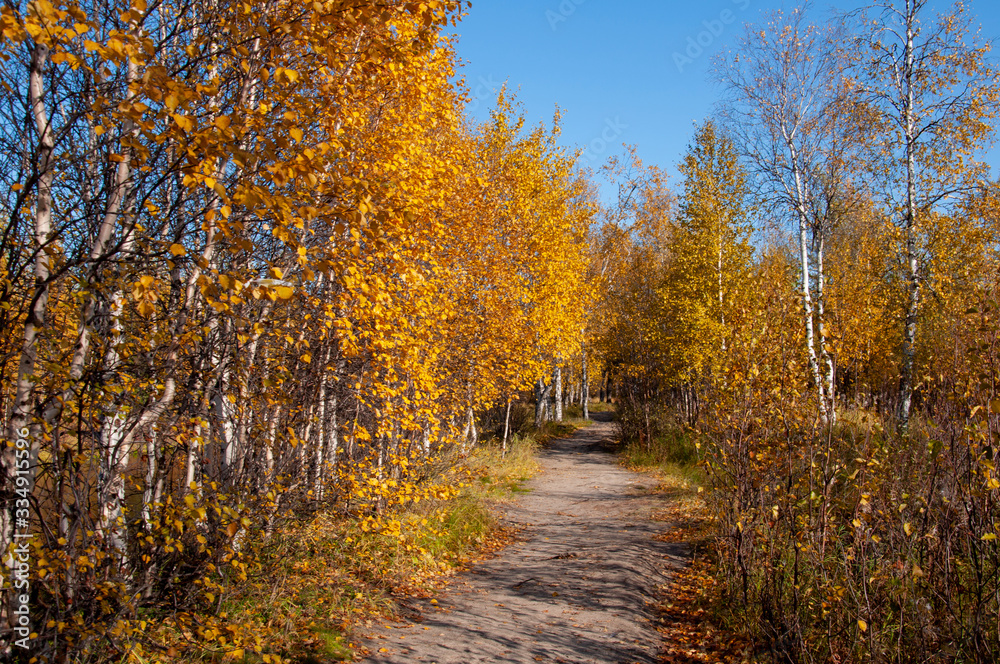 Obraz premium Autumn soft landsсape with forest in green, yellow and brown colors. Trees of birch, larch, spruce, fir, pine and cedar. Gold autumn wood