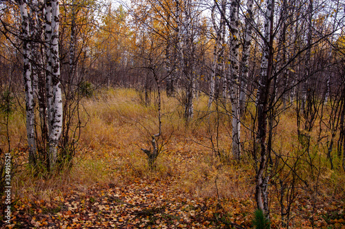 Autumn soft landsсape with forest in green, yellow and brown colors. Trees of birch, larch, spruce, fir, pine and cedar. Gold autumn wood