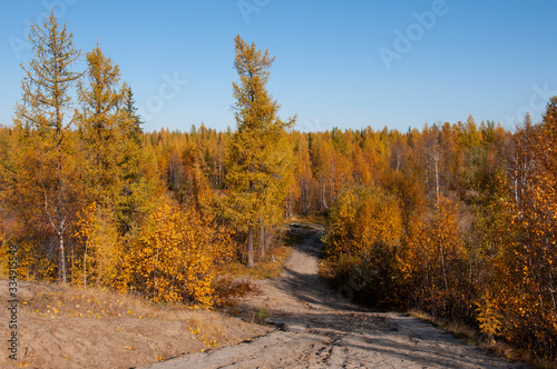 Autumn soft lands  ape with forest in green  yellow and brown colors. Trees of birch  larch  spruce  fir  pine and cedar. Gold autumn wood