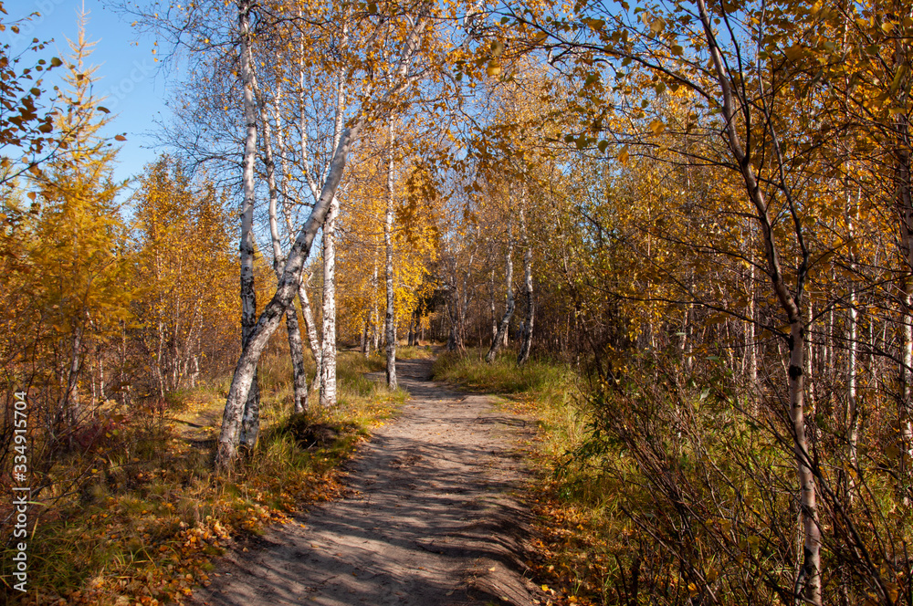 Fototapeta premium Autumn soft landsсape with forest in green, yellow and brown colors. Trees of birch, larch, spruce, fir, pine and cedar. Gold autumn wood