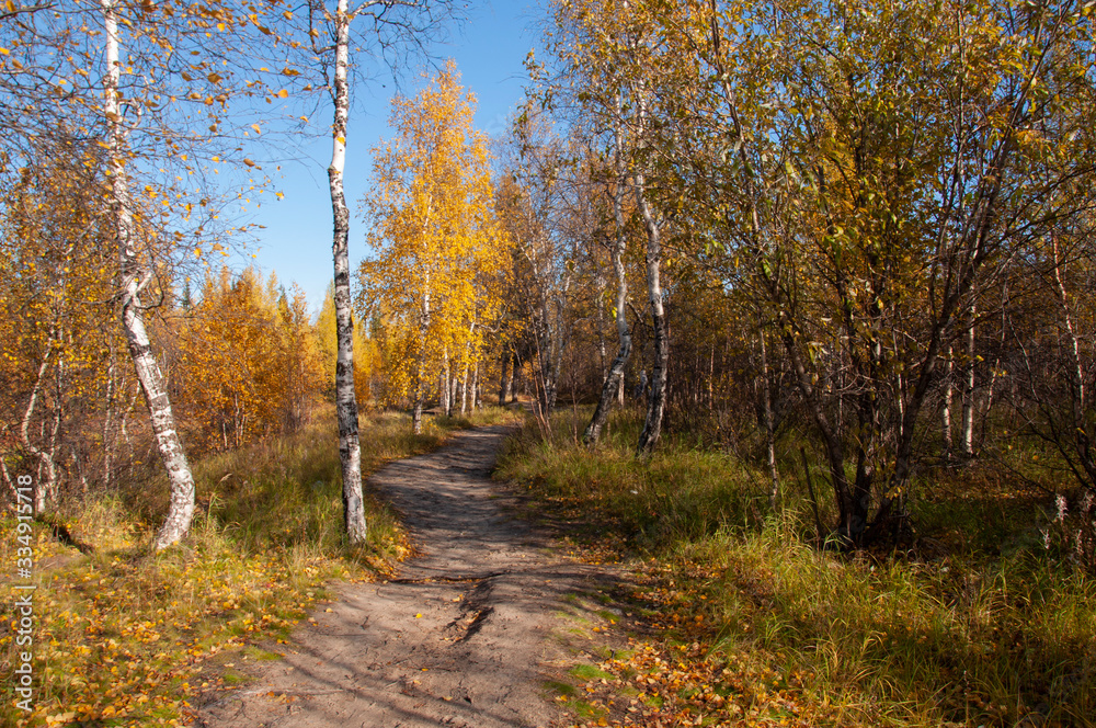 Obraz premium Autumn soft landsсape with forest in green, yellow and brown colors. Trees of birch, larch, spruce, fir, pine and cedar. Gold autumn wood