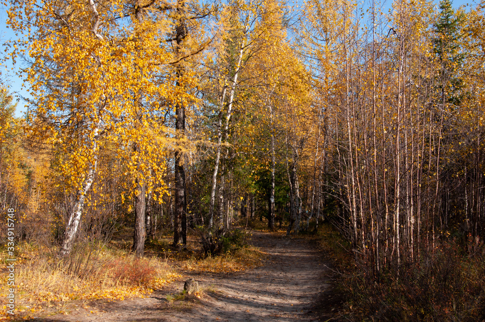 Obraz premium Autumn soft landsсape with forest in green, yellow and brown colors. Trees of birch, larch, spruce, fir, pine and cedar. Gold autumn wood