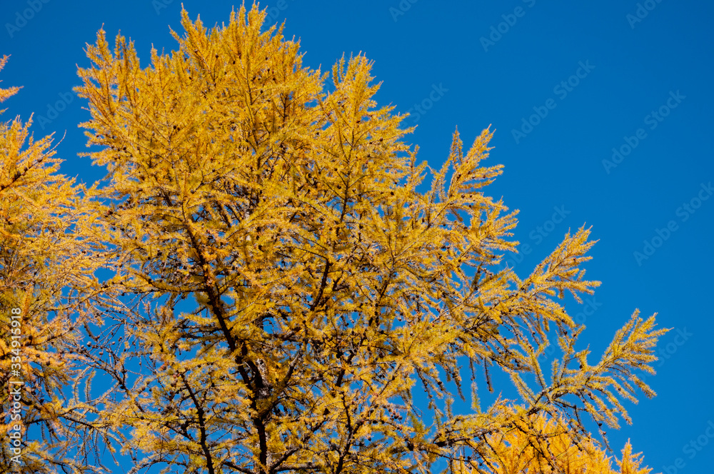 Autumn soft landsсape with forest in green, yellow and brown colors. Trees of birch, larch, spruce, fir, pine and cedar. Gold autumn wood