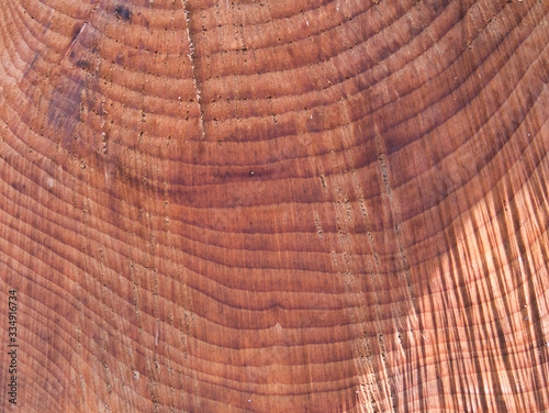 Part of the cross section of a cut tree trunk with annual rings as a close-up view.