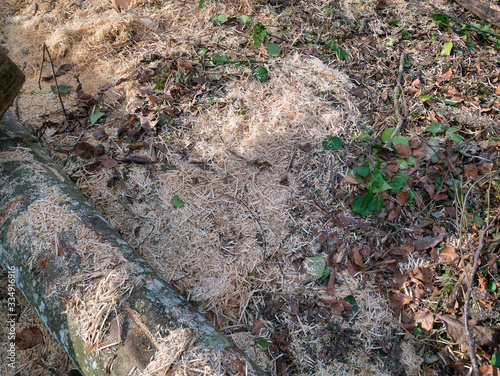 Wood chips and sawdust are spread out on the log and forest floor as a close-up view.