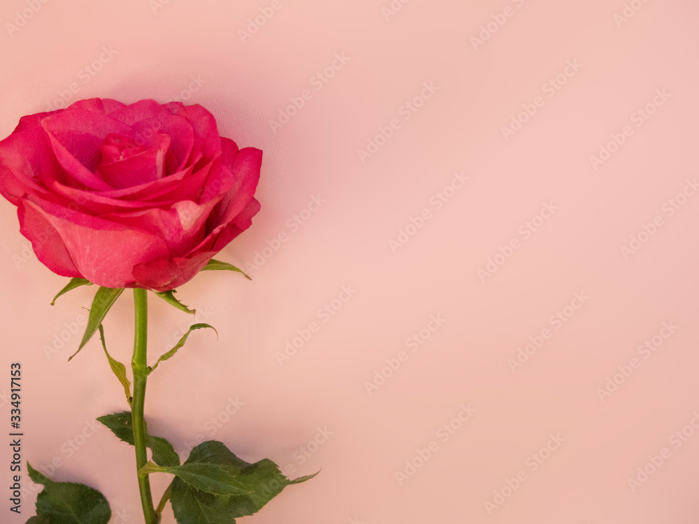 pink rose isolated on pink background, copyspace pink rose isolated on pink background, copyspace