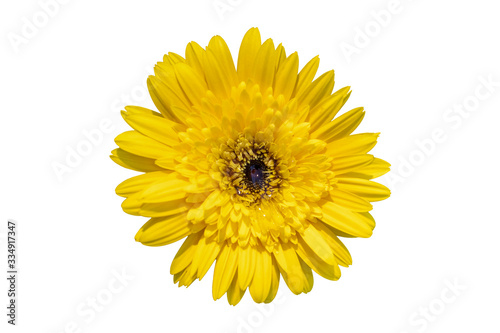 Yellow daisy gerbera flowers blooming isolated on white background with clipping path
