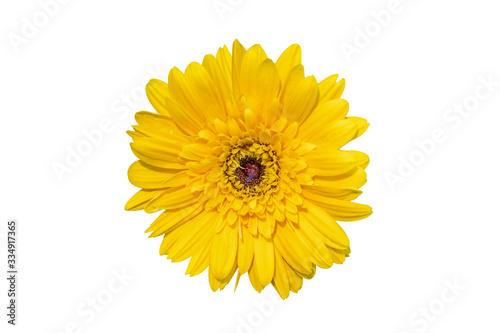 Yellow daisy gerbera flowers blooming isolated on white background with clipping path