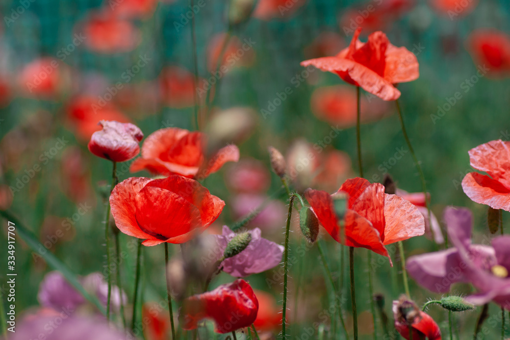 Obraz premium summer meadow with red poppies