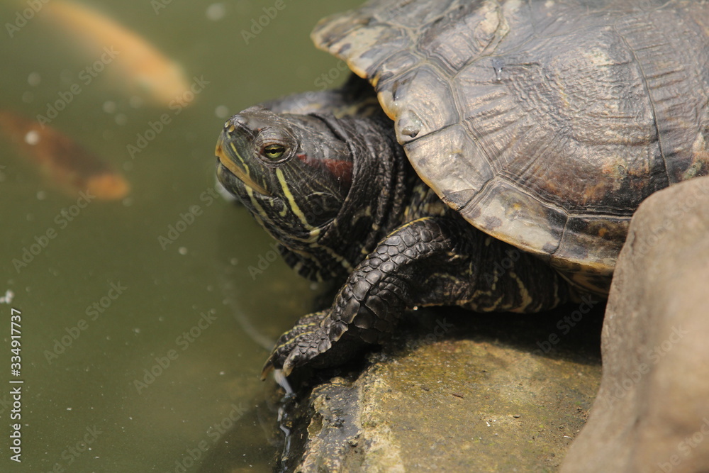 The red-eared slider is a semi aquatic turtle and the most popular pet turtle in the United States and also popular as a pet across the rest of the world The red-eared slider is a semi aquatic turtle and the most popular pet turtle in the United States and also popular as a pet across the rest of the world