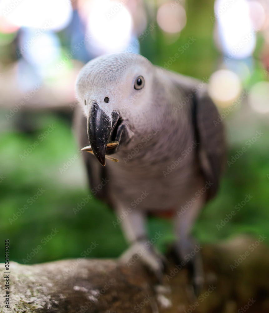 Obraz premium A parrot eats a seed in the park.