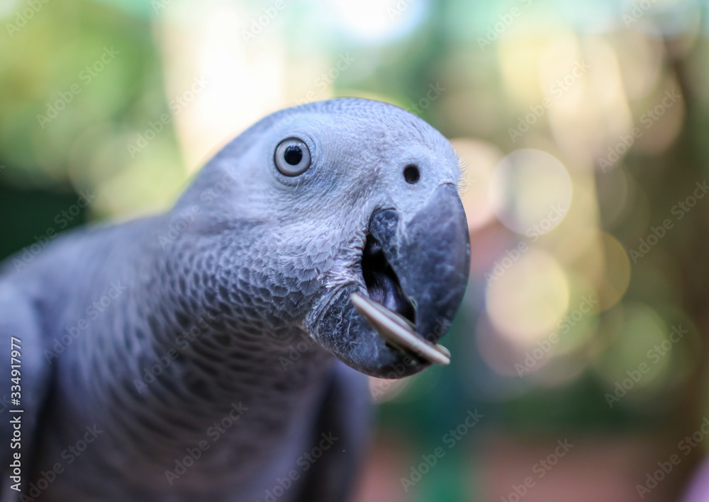 Obraz premium A parrot eats a seed in the park.
