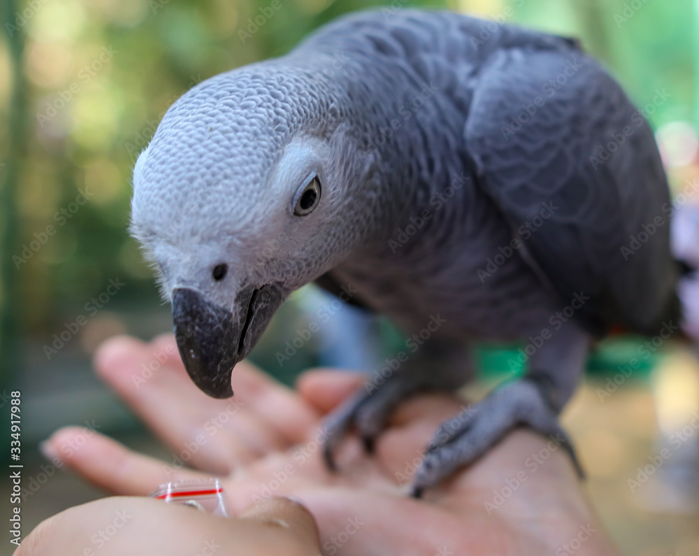 Obraz premium A parrot eats a seed from the hands of a man in the park.